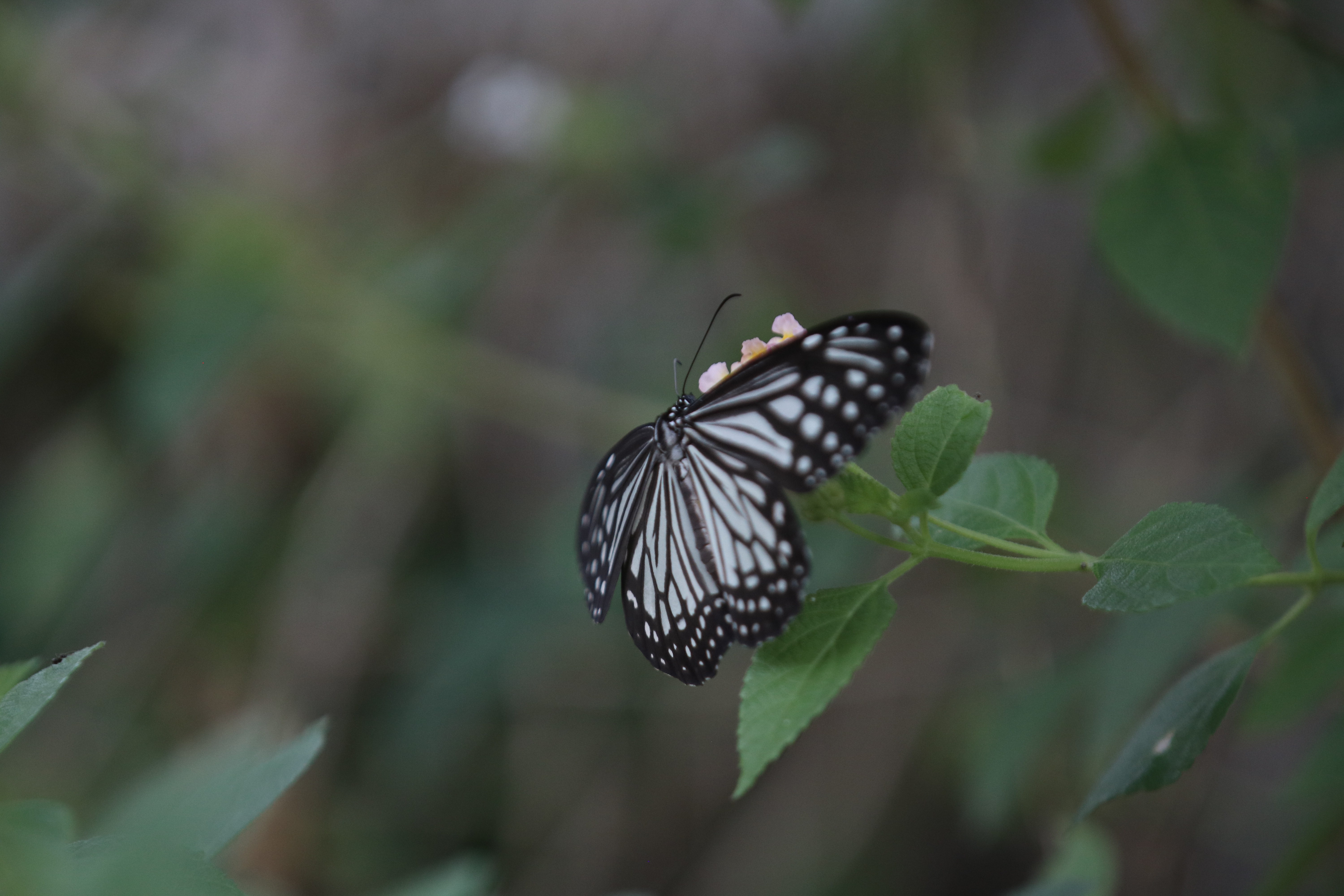 Butterfly Watching